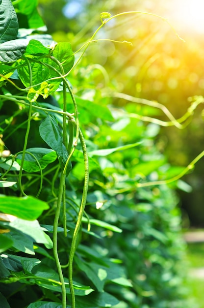 Photo organic yard long bean tree, young cowpea plants in garden