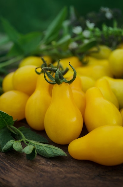 Organic yellow  pear tomato. Tomato called yellow drop. Natural organic healthy food tomato.