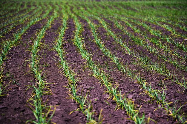 Organically cultivated garlic plantation