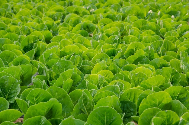 Organisch hydroponic plantaardig landbouwbedrijf