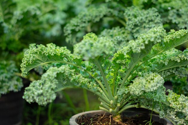 Organische broccoli in moestuin