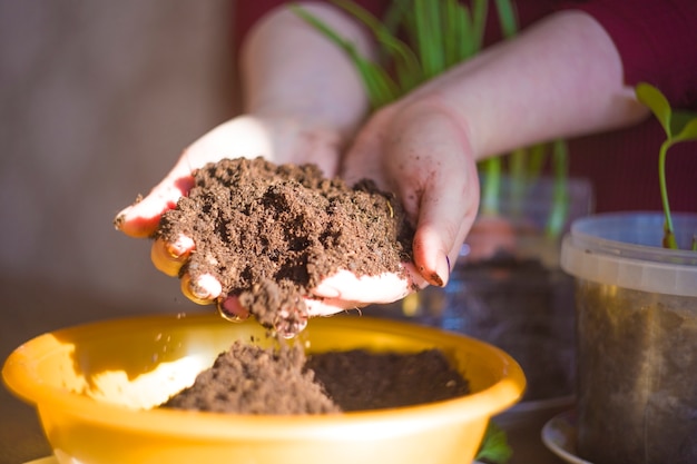 Organische gewassen laten groeien. Uien planten.