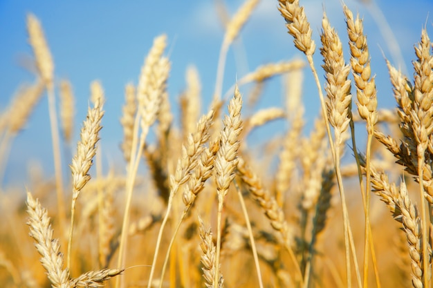 Organische gouden rijpe oren van tarwe op gebied