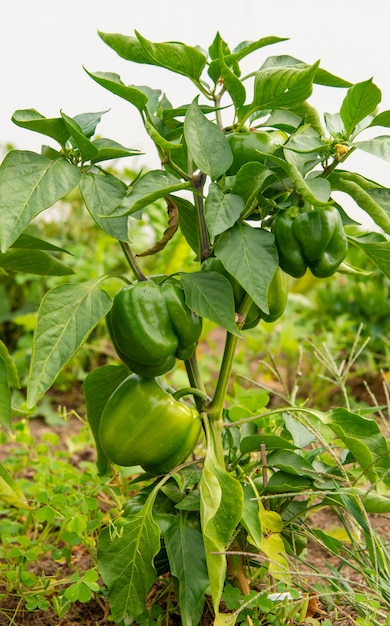 Organische groene paprika's in de tuin