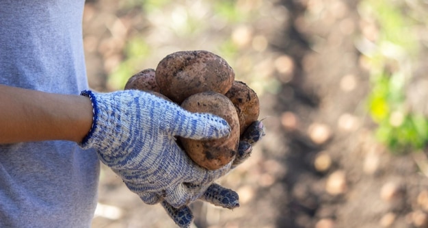 Organische groenten. Boerenhanden met vers geplukte groenten. Verse biologische aardappelen.