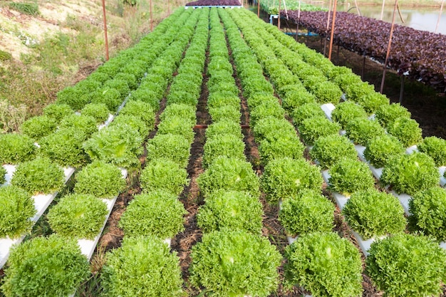 Organische hydroponic moestuin