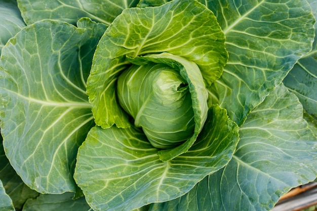 Organische kool. Frisse groene kop van kool op het veld.