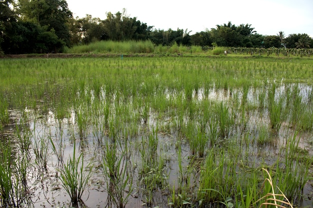 Organische Rijstplantage, Padieveld Landbouw