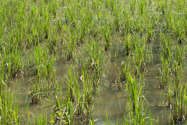 Organische rijstplantage, rijstveld Landbouw