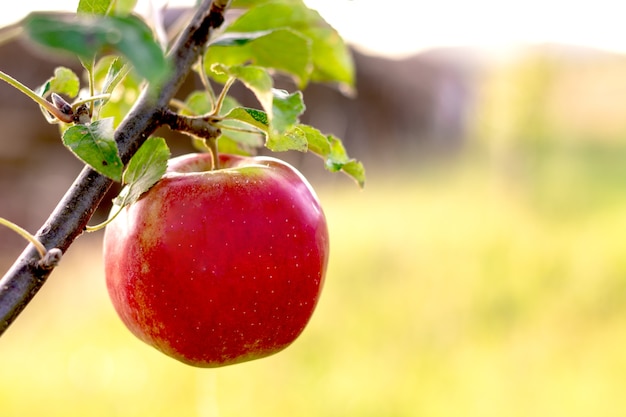 Organische rode appel