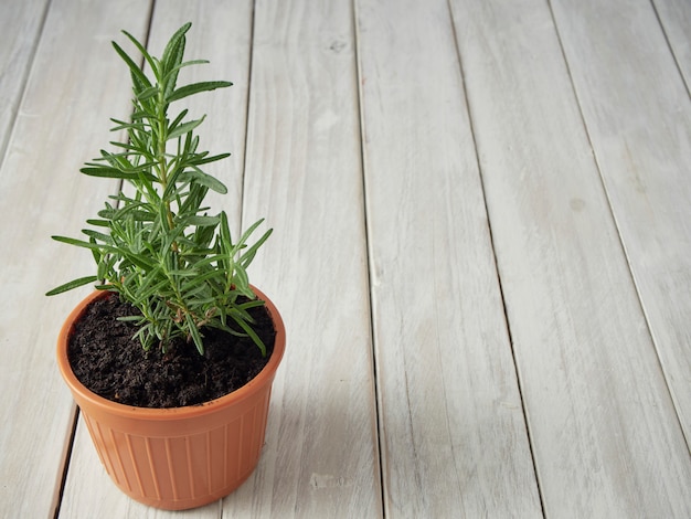 Organische rozemarijn geplant in potten geplaatst op een witte houten vloer met een kopie gebied.