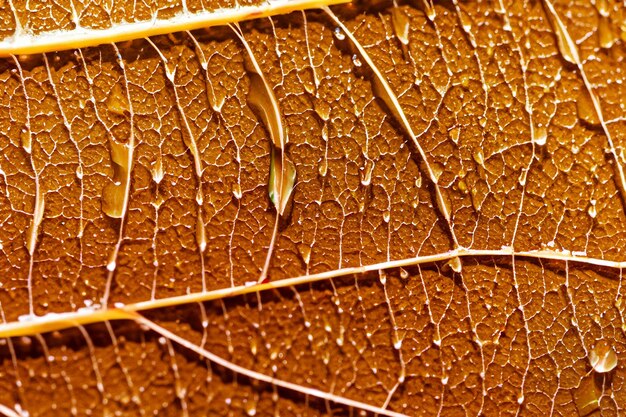 Foto organische schoonheid macrofotografie opnemen van blad achtergrond met aderen en cellen