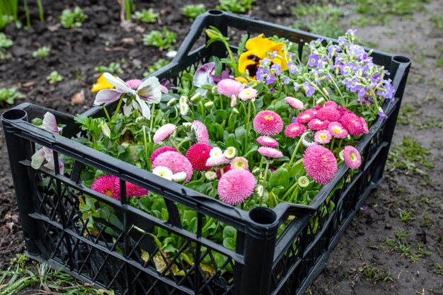 Foto organische tuinieren met zorg voor het milieu een kleine tuinier transplanteert bloemen in de grond