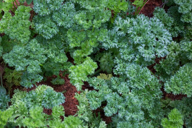 Organische verse peterselie in de tuin