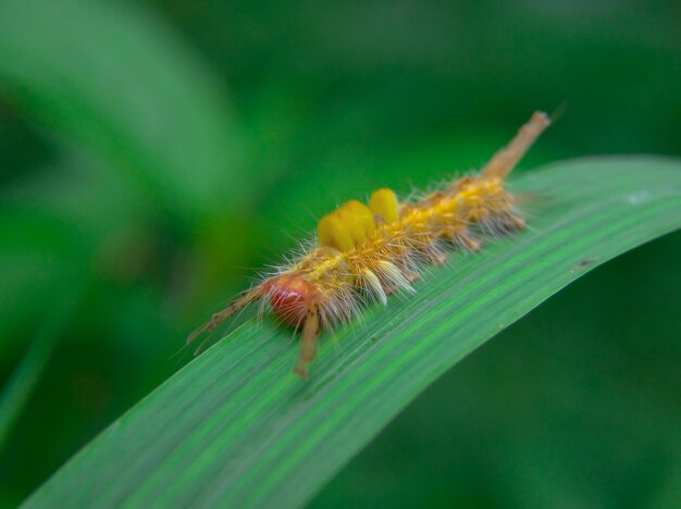 The Orgyia Definita caterpillar has beautiful yellow fur