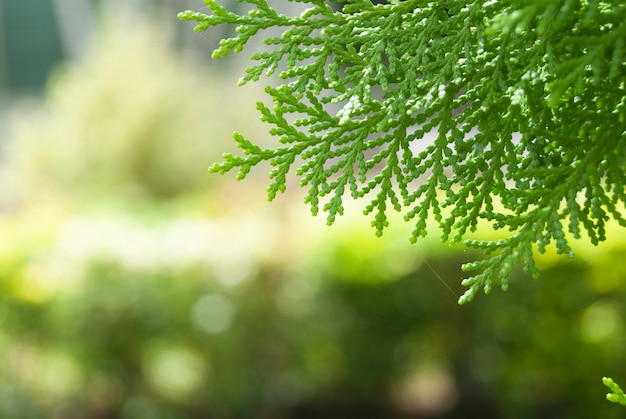 Oriental Arborvitae leaves