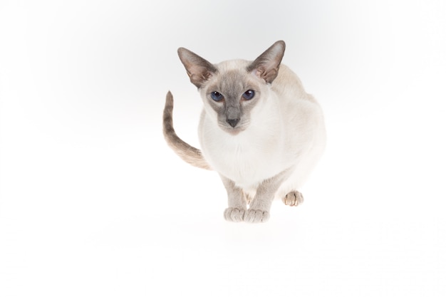 Oriental Blue-point siamese cat sitting isolated on a white