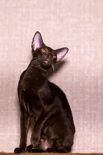 Oriental cat close up portrait