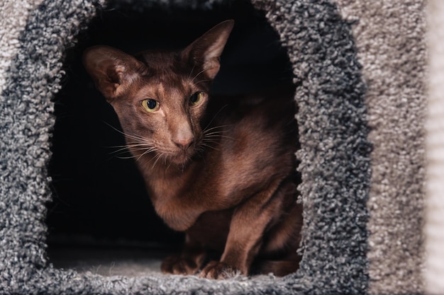 Oriental chocolate colored cat inside soft house for cats