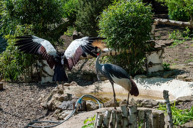 Oriental crowned crane in the zoo