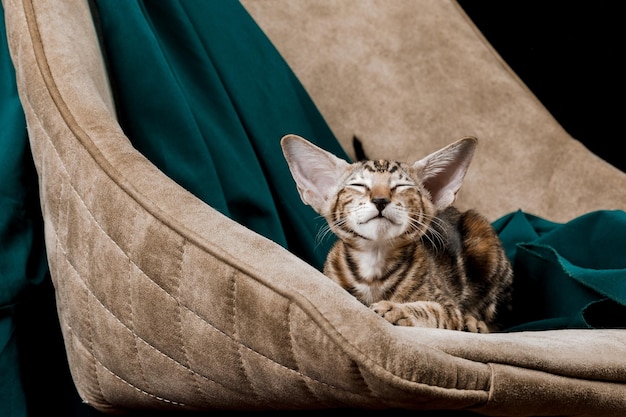 Oriental Domestic Cat at home.