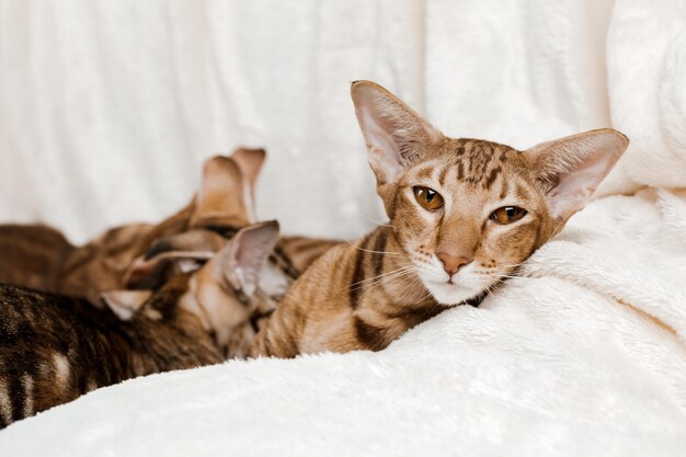 Oriental Domestic Cat at home.