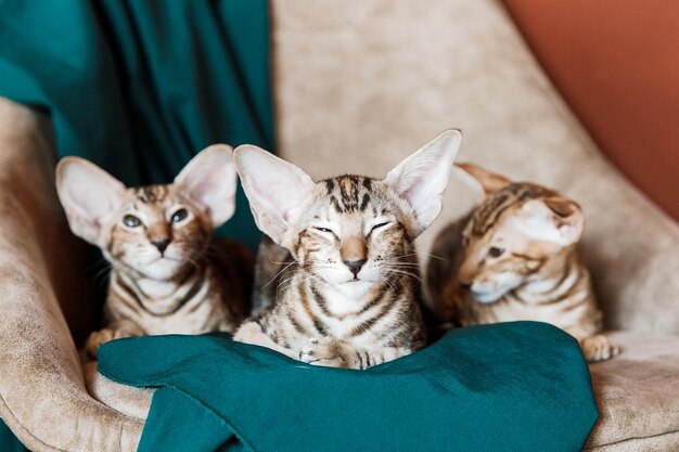 Oriental Domestic Cat at home