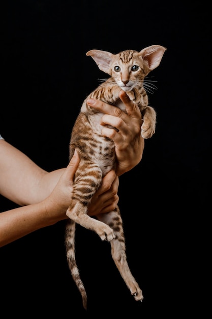 Oriental Domestic Cat at home