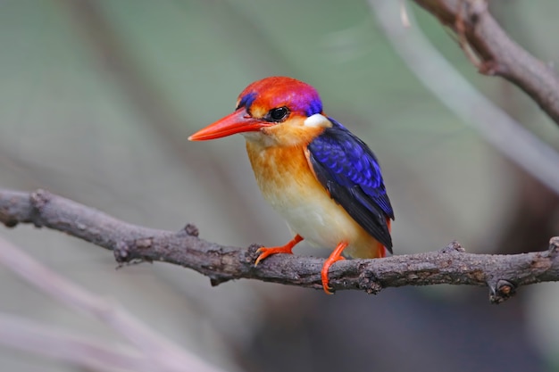 Oriental Dwarf Kingfisher Ceyx erithaca Prachtige vogels van Thailand