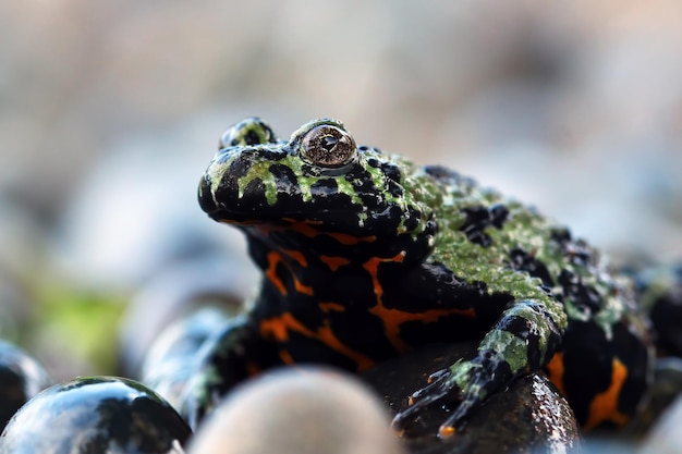 チョウセンスズガエルの動物のクローズアップに座っている東洋の火腹ヒキガエル