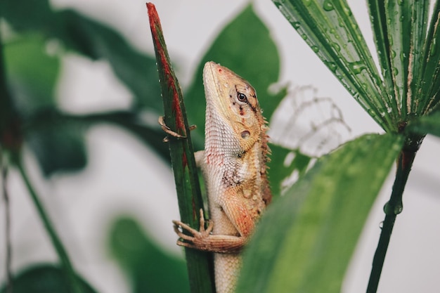 Photo oriental garden fence lizard or calotes versicolor sitting on a branch in the tropical jungle asian lizard on a blurred background of green forest animal of asia reptile