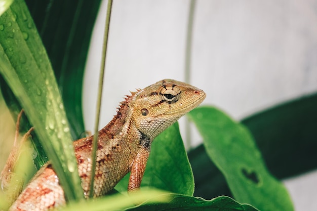 Oriental garden fence lizard or Calotes versicolor sitting on a branch in the tropical jungle Asian lizard on a blurred background of green forest Animal of Asia reptile