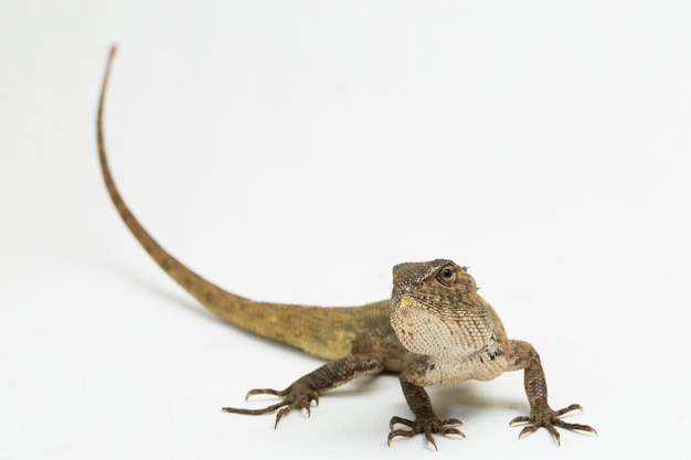 Восточная садовая ящерица Calotes versicolor, изолированные на белом фоне