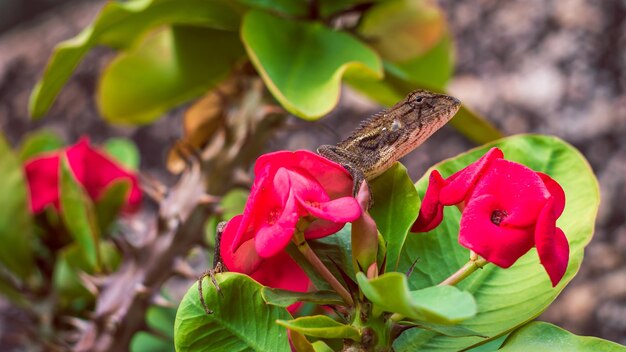 Oriental garden lizard on Euphorbia Beautiful Flower in Thailand