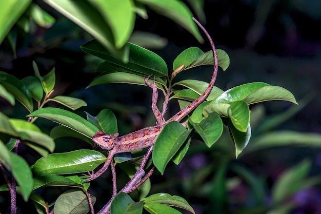 Фото Восточная садовая ящерица на листьях