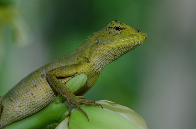 Photo oriental garden lizard sitting on tree bark