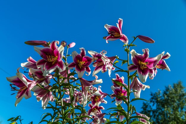 Oriental hybrid lilium friso flowers in the garden