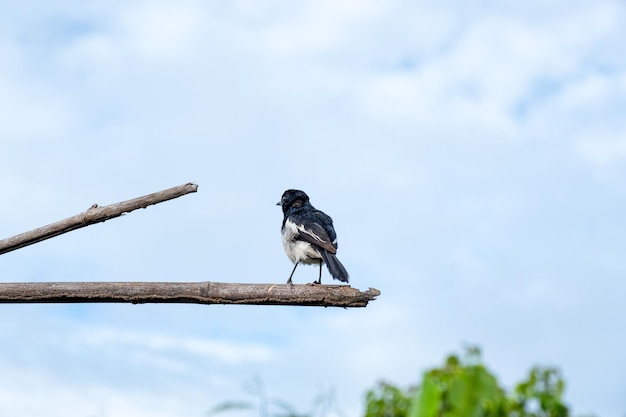 Oriental magpie robin bird hanging on log with confront to blue sky