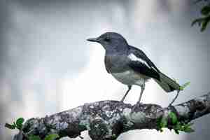 Photo oriental magpie robin brid copsychus saularis perched on a tree in summer gardent