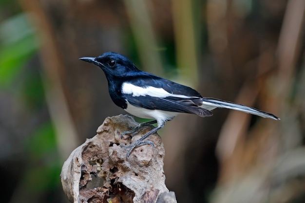 オリエンタルカササギロビンCopsychus saularis木に止まったタイの美しい男性の鳥