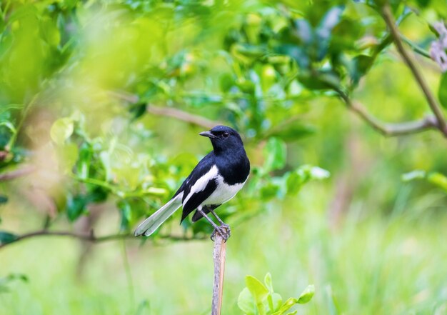 Oriental magpie robin, copsychus saularis, bird hold