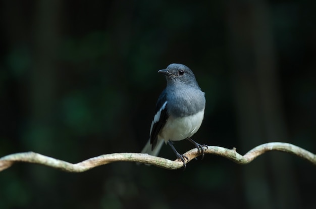 枝に東洋カササギロビン（Copsychus saularis）