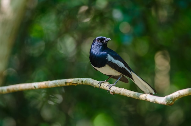 Oriental magpie robin (Copsychus saularis) on branch