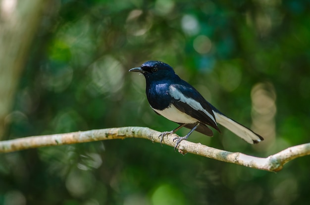 枝に東洋カササギロビン（Copsychus saularis）