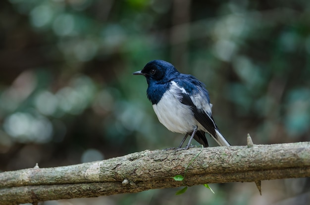 Oriental magpie robin (Copsychus saularis) on branch