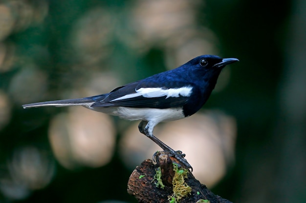 Oriental Magpie Robin Copsychus saularis Mooie mannelijke vogels van Thailand