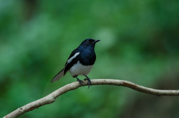 Oriental Magpie Robin vogel zat op een boom