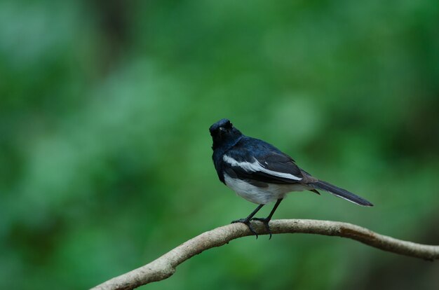 Oriental Magpie Robin vogel zat op een boom