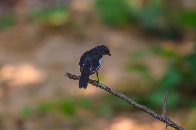 Oriental Magpie Robin-vogel