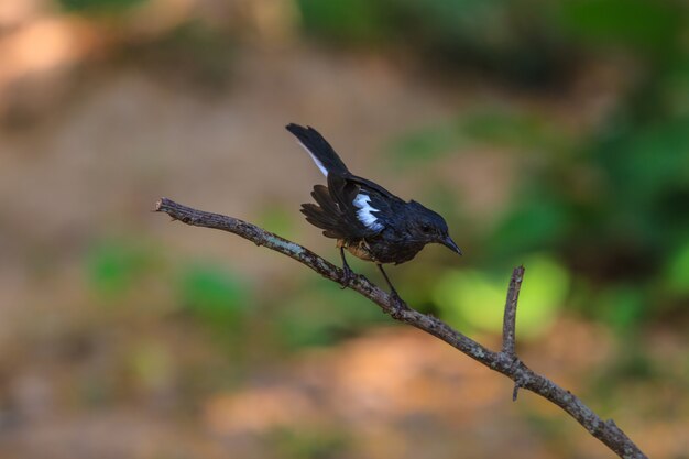 Oriental Magpie Robin-vogel